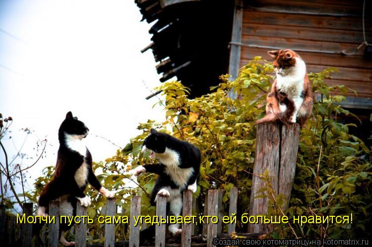 Молчи пусть сама угадывает,кто ей больше нравится!... Котоматрица: Молчи пусть сама угадывает,кто ей больше нравится!