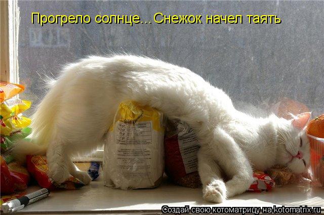 Прогрело солнце…Снежок начел таять... Котоматрица: Прогрело солнце…Снежок начел таять