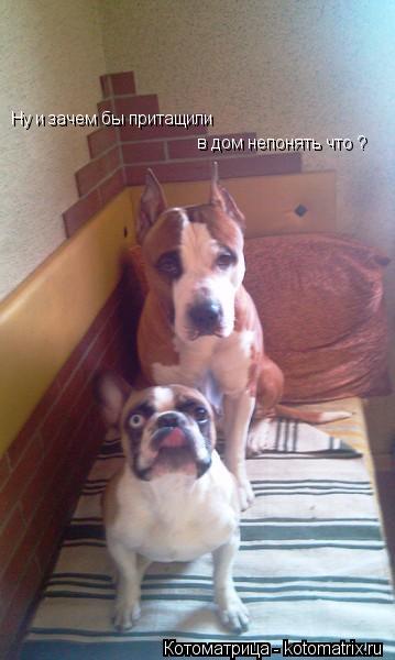 Ну и зачем бы притащили в дом непонять что ?... Котоматрица: Ну и зачем бы притащили в дом непонять что ?