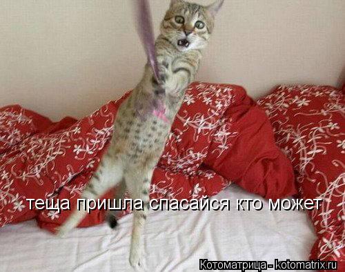 теща пришла спасайся кто может... Котоматрица: теща пришла спасайся кто может