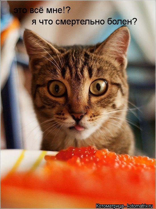 это всё мне!? я что смертельно болен?... Котоматрица: это всё мне!? я что смертельно болен?