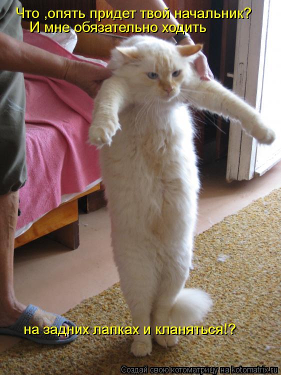 Что ,опять придет твой начальник? И мне обязательно ходить на задних лапках и кланяться!?... Котоматрица: Что ,опять придет твой начальник? И мне обязательно ходить на задних лапках и кланяться!?