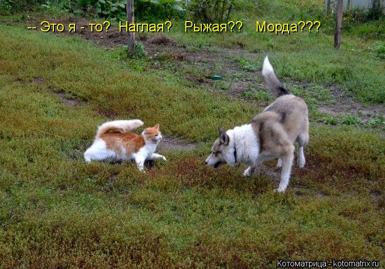 -- Это я - то? Наглая? Рыжая?? Морда???... Котоматрица: -- Это я - то? Наглая? Рыжая?? Морда???