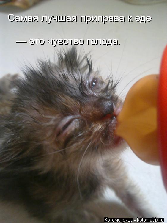 Самая лучшая приправа к еде — это чувство голода. — это чувство голода.... Котоматрица: Самая лучшая приправа к еде — это чувство голода. — это чувство голода.