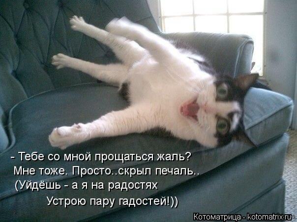 - Тебе со мной прощаться жаль? Мне тоже. Просто..скрыл печаль.. (Уйдёшь - а я на радостях Устрою пару... Котоматрица: - Тебе со мной прощаться жаль? Мне тоже. Просто..скрыл печаль.. (Уйдёшь - а я на радостях Устрою пару гадостей!))
