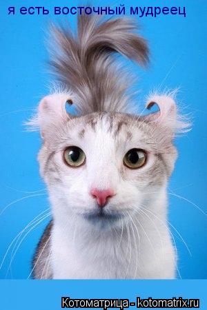 я есть восточный мудреец... Котоматрица: я есть восточный мудреец
