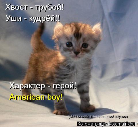 Хвост - трубой! Уши - кудрёй!! American boy! Характер - герой! (Маленький американский кёрлик)... Котоматрица: Хвост - трубой! Уши - кудрёй!! American boy! Характер - герой! (Маленький американский кёрлик)