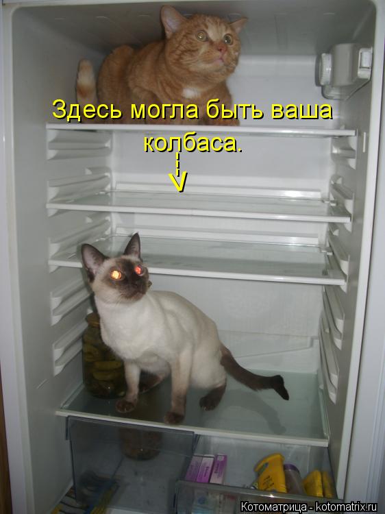 Здесь могла быть ваша колбаса. --- >... Котоматрица: Здесь могла быть ваша колбаса. --- >