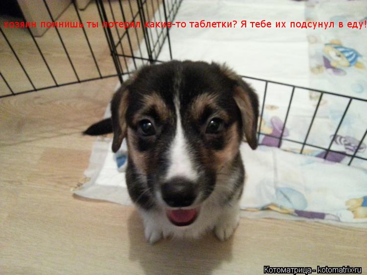 хозяин помнишь ты потерял какие-то таблетки? Я тебе их подсунул в еду!!!... Котоматрица: хозяин помнишь ты потерял какие-то таблетки? Я тебе их подсунул в еду!!!