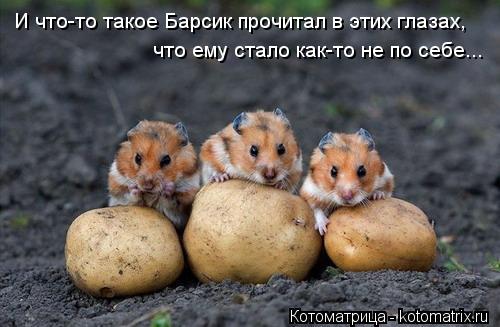И что-то такое Барсик прочитал в этих глазах, что ему стало как-то не по себе...... Котоматрица: И что-то такое Барсик прочитал в этих глазах, что ему стало как-то не по себе...