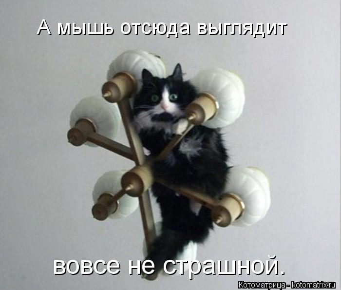 Котоматрица: А мышь отсюда выглядит  вовсе не страшной.