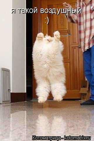 я такой воздушный :)... Котоматрица: я такой воздушный :)