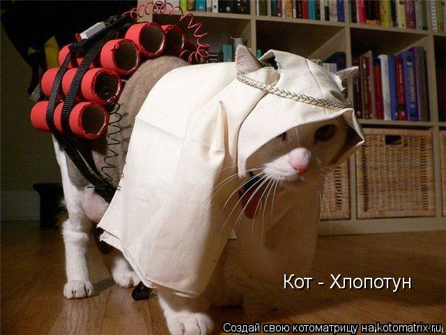 Кот - Хлопотун... Котоматрица: Кот - Хлопотун