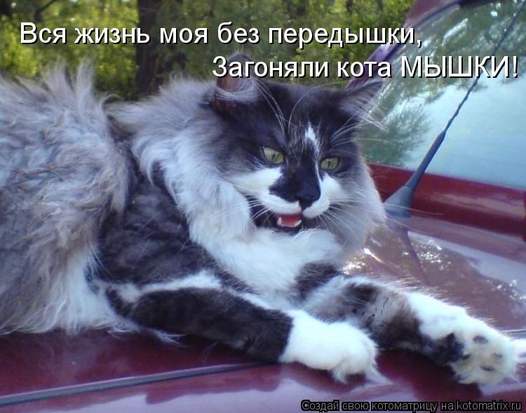 Вся жизнь моя без передышки, Загоняли кота МЫШКИ!... Котоматрица: Вся жизнь моя без передышки, Загоняли кота МЫШКИ!