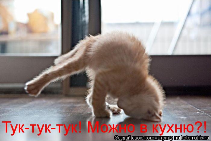 Тук-тук-тук! Можно в кухню?!... Котоматрица: Тук-тук-тук! Можно в кухню?!