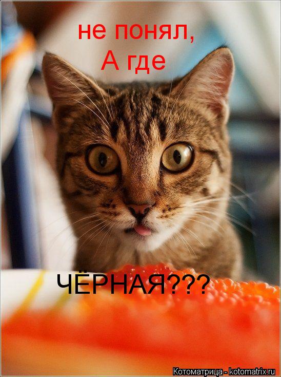 не понял, А где ЧЁРНАЯ???... Котоматрица: не понял, А где ЧЁРНАЯ???