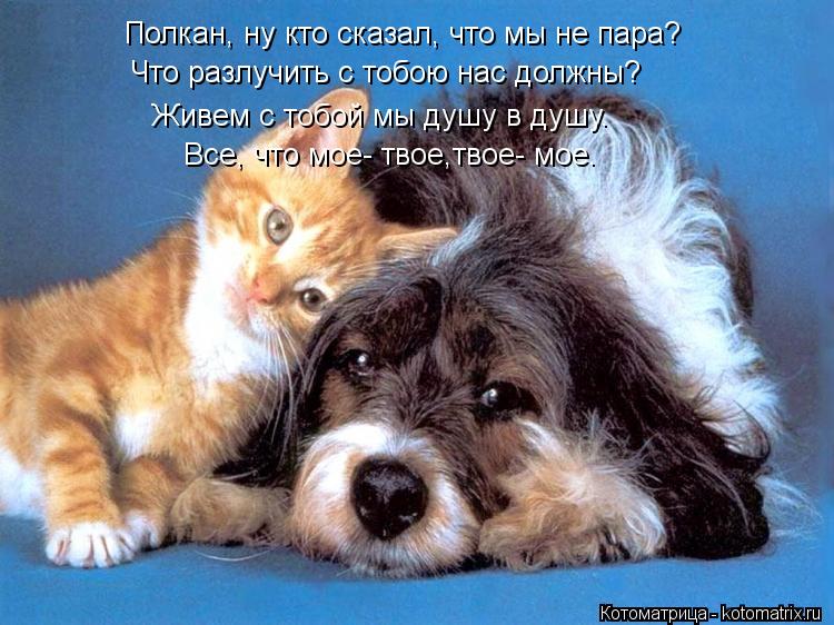 Полкан, ну кто сказал, что мы не пара? Живем с тобой мы душу в душу. Все, что мое- твое,твое- мое. Чт... Котоматрица: Полкан, ну кто сказал, что мы не пара? Живем с тобой мы душу в душу. Все, что мое- твое,твое- мое. Что разлучить с тобою нас должны?