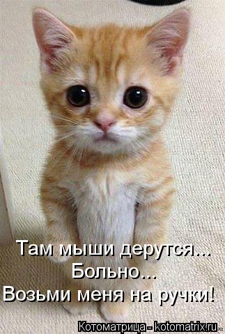 Там мыши дерутся... Больно... Возьми меня на ручки!... Котоматрица: Там мыши дерутся... Больно... Возьми меня на ручки!