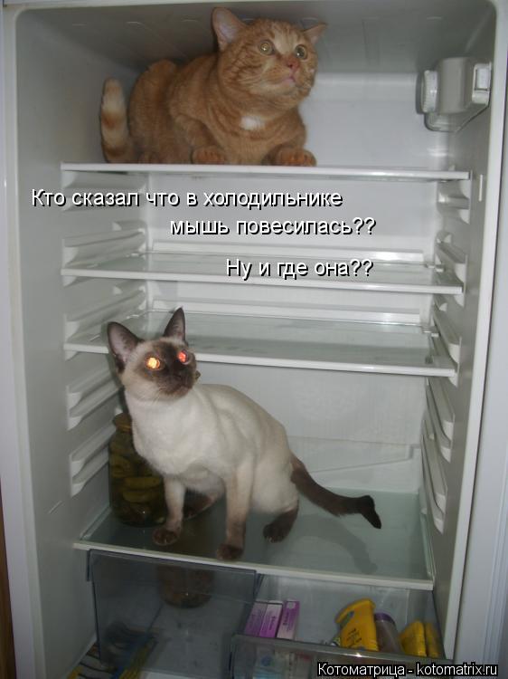 Кто сказал что в холодильнике мышь повесилась?? Ну и где она??... Котоматрица: Кто сказал что в холодильнике мышь повесилась?? Ну и где она??