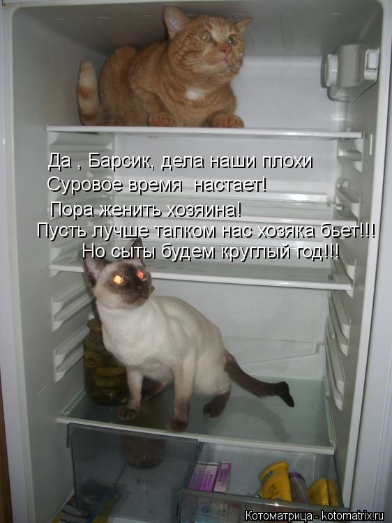 Да , Барсик, дела наши плохи Суровое время настает! Пора женить хозяина! Пусть лучше тапком нас хозя... Котоматрица: Да , Барсик, дела наши плохи Суровое время настает! Пора женить хозяина! Пусть лучше тапком нас хозяка бьет!!! Но сыты будем круглый год!!!