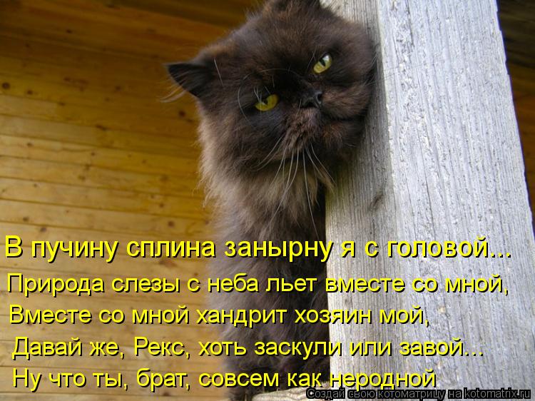 В пучину сплина занырну я с головой... Природа слезы с неба льет вместе со мной, Вместе со мной хандр... Котоматрица: В пучину сплина занырну я с головой... Природа слезы с неба льет вместе со мной, Вместе со мной хандрит хозяин мой, Давай же, Рекс, хоть заскул