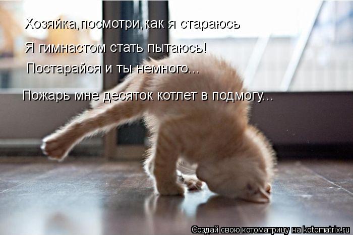 Хозяйка,посмотри,как я стараюсь Я гимнастом стать пытаюсь! Постарайся и ты немного... Пожарь мне деся... Котоматрица: Хозяйка,посмотри,как я стараюсь Я гимнастом стать пытаюсь! Постарайся и ты немного... Пожарь мне десяток котлет в подмогу...