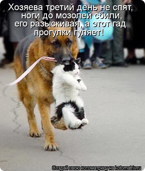 Хозяева третий день не спят, ноги до мозолей сбили, его разыскивая, а этот гад прогулки гуляет!... Котоматрица: Хозяева третий день не спят, ноги до мозолей сбили, его разыскивая, а этот гад прогулки гуляет!