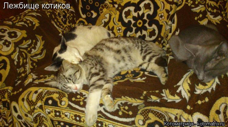 Лежбище котиков... Котоматрица: Лежбище котиков
