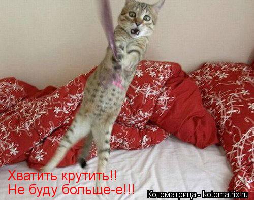 Хватить крутить!! Не буду больше-е!!!... Котоматрица: Хватить крутить!! Не буду больше-е!!!