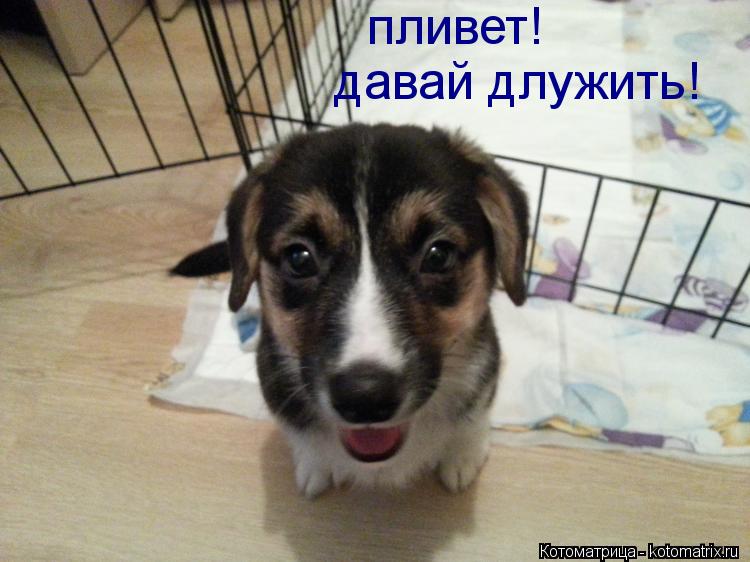пливет! давай длужить!... Котоматрица: пливет! давай длужить!