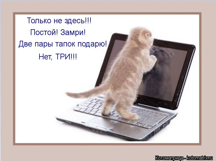 Две пары тапок подарю! Нет, ТРИ!!! Постой! Замри! Только не здесь!!!... Котоматрица: Две пары тапок подарю! Нет, ТРИ!!! Постой! Замри! Только не здесь!!!