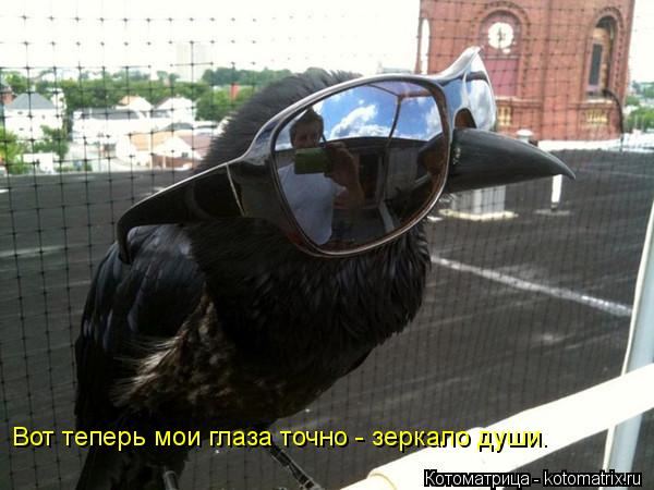 Вот теперь мои глаза точно - зеркало души.... Котоматрица: Вот теперь мои глаза точно - зеркало души.