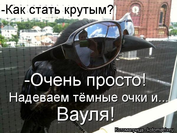 -Как стать крутым? -Очень просто! Надеваем тёмные очки и... Вауля!... Котоматрица: -Как стать крутым? -Очень просто! Надеваем тёмные очки и... Вауля!