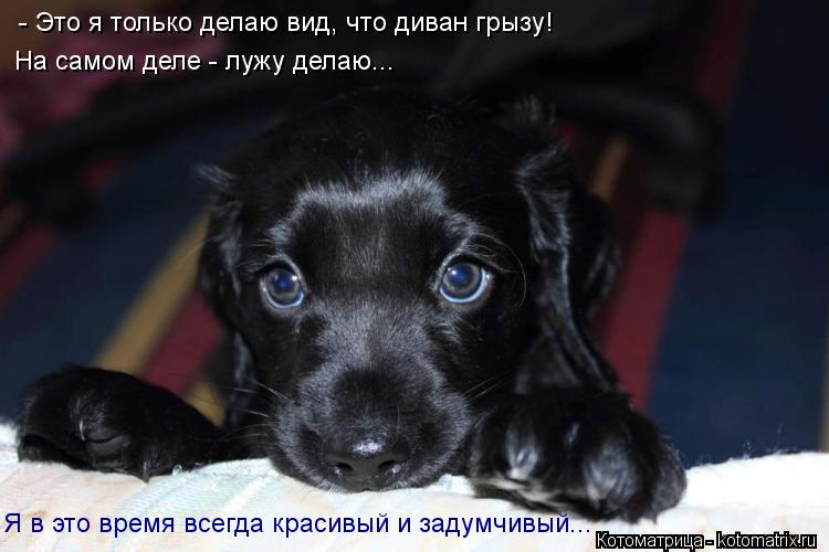 - Это я только делаю вид, что диван грызу! На самом деле - лужу делаю... Я в это время всегда красивы... Котоматрица: - Это я только делаю вид, что диван грызу! На самом деле - лужу делаю... Я в это время всегда красивый и задумчивый...
