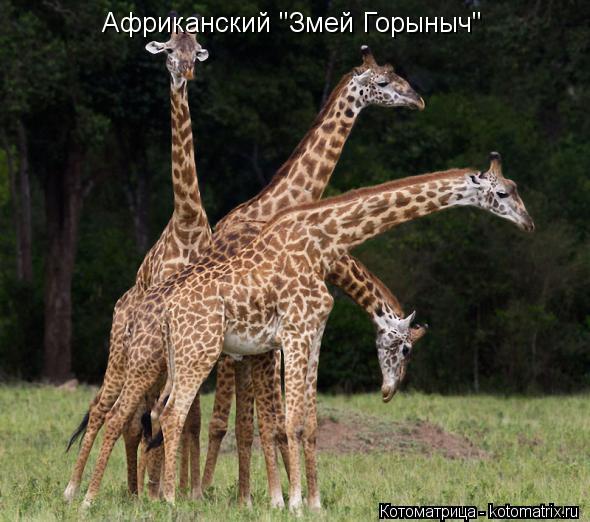 Африканский "Змей Горыныч"... Котоматрица: Африканский "Змей Горыныч"