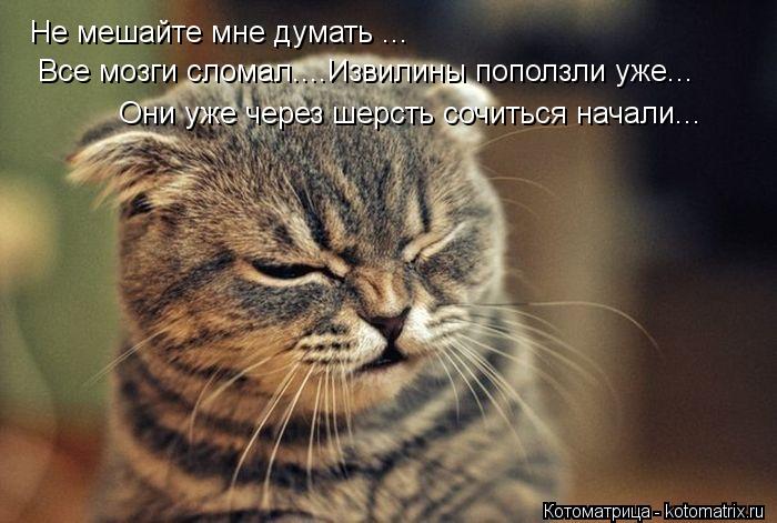 Не мешайте мне думать ... Все мозги сломал....Извилины поползли уже... Они уже через шерсть сочиться ... Котоматрица: Не мешайте мне думать ... Все мозги сломал....Извилины поползли уже... Они уже через шерсть сочиться начали...