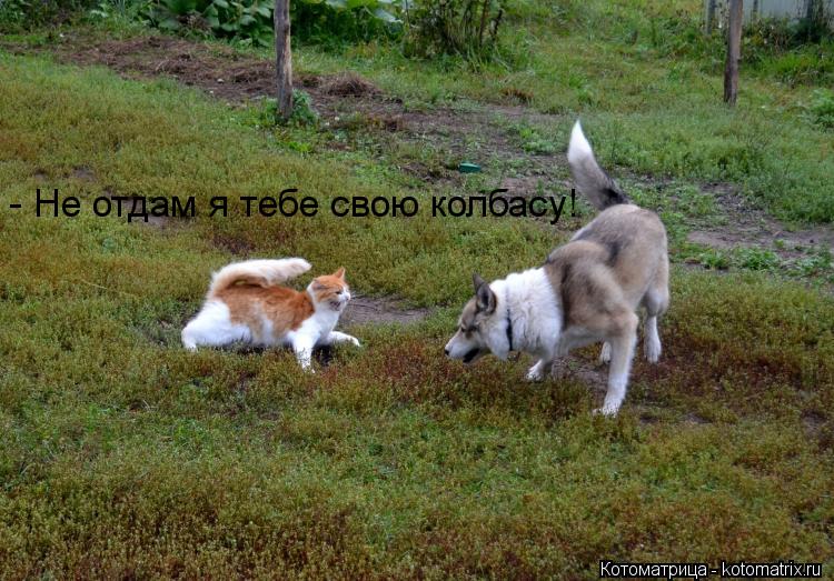 - Не отдам я тебе свою колбасу!... Котоматрица: - Не отдам я тебе свою колбасу!