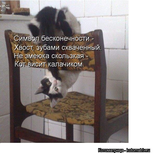 Символ бесконечности - Хвост, зубами схваченный. Не змеюка скользкая - Кот висит калачиком.... Котоматрица: Символ бесконечности - Хвост, зубами схваченный. Не змеюка скользкая - Кот висит калачиком.