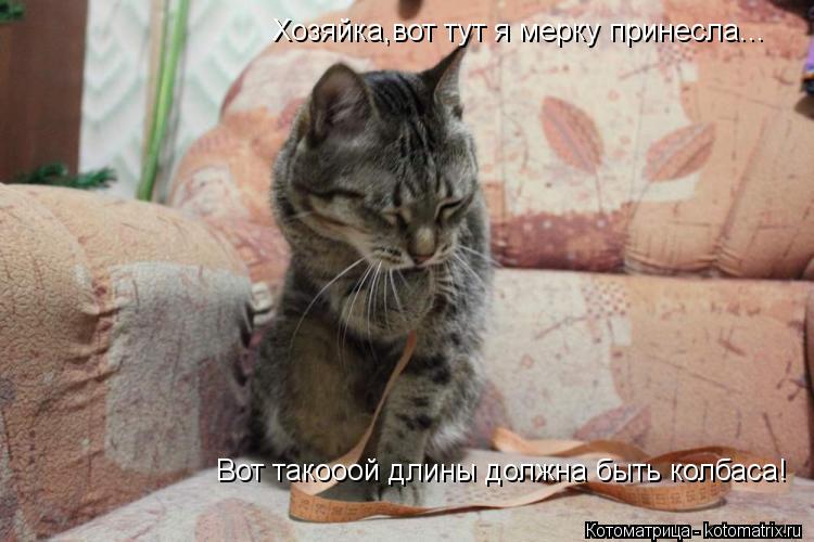 Хозяйка,вот тут я мерку принесла... Вот такооой длины должна быть колбаса!... Котоматрица: Хозяйка,вот тут я мерку принесла... Вот такооой длины должна быть колбаса!