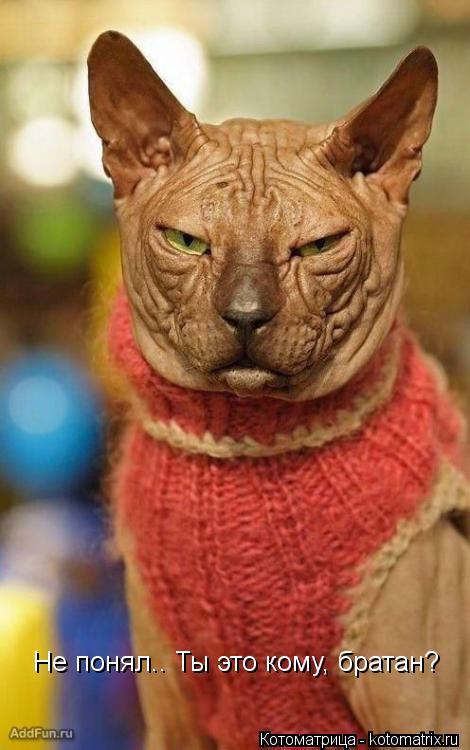 Не понял.. Ты это кому, братан?... Котоматрица: Не понял.. Ты это кому, братан?