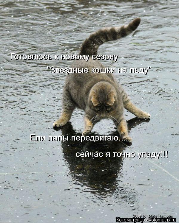 Готовлюсь к новому сезону "Звездные кошки на льду" Ели лапы передвигаю.... сейчас я точно упаду!!!... Котоматрица: Готовлюсь к новому сезону "Звездные кошки на льду" Ели лапы передвигаю.... сейчас я точно упаду!!!