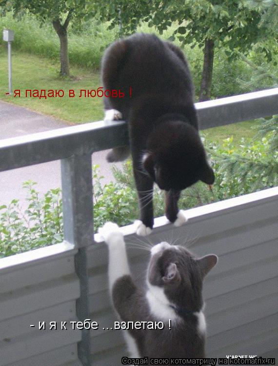- я падаю в любовь ! - и я к тебе ...взлетаю !... Котоматрица: - я падаю в любовь ! - и я к тебе ...взлетаю !