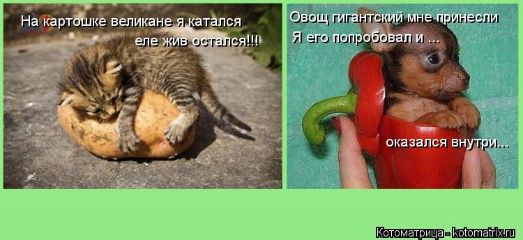 На картошке великане я катался еле жив остался!!! Овощ гигантский мне принесли Я его попробовал и ...... Котоматрица: На картошке великане я катался еле жив остался!!! Овощ гигантский мне принесли Я его попробовал и ... оказался внутри...
