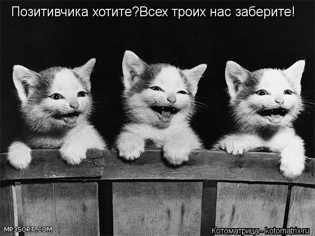 Позитивчика хотите?Всех троих нас заберите!... Котоматрица: Позитивчика хотите?Всех троих нас заберите!