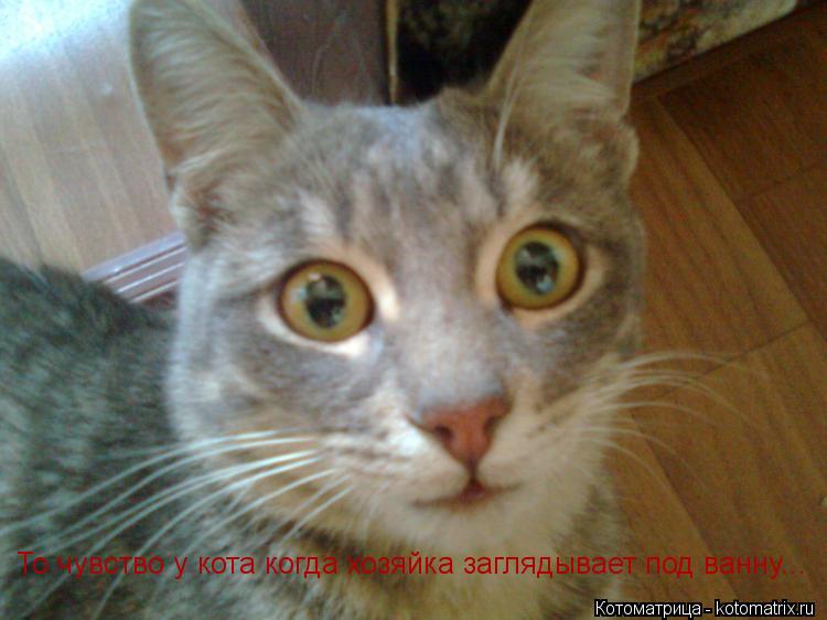 То чувство у кота когда хозяйка заглядывает под ванну...... Котоматрица: То чувство у кота когда хозяйка заглядывает под ванну...