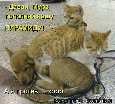 - Давай, Мурз, пополняй нашу ПИРАМИДУ! ...... А я против.... хррр..... Котоматрица: - Давай, Мурз, пополняй нашу ПИРАМИДУ! ...... А я против.... хррр..