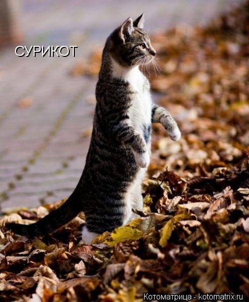 СУРИКОТ... Котоматрица: СУРИКОТ