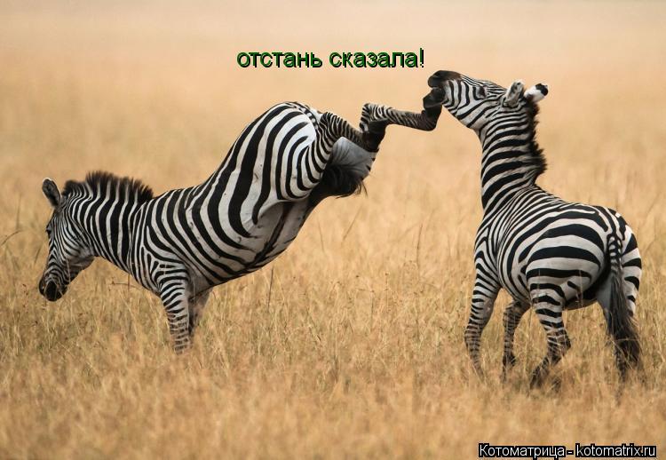 отстань сказала!... Котоматрица: отстань сказала!