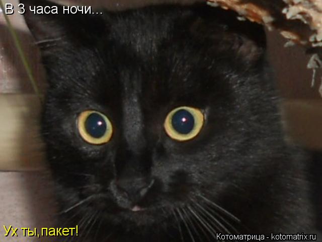 В 3 часа ночи... Ух ты,пакет!... Котоматрица: В 3 часа ночи... Ух ты,пакет!