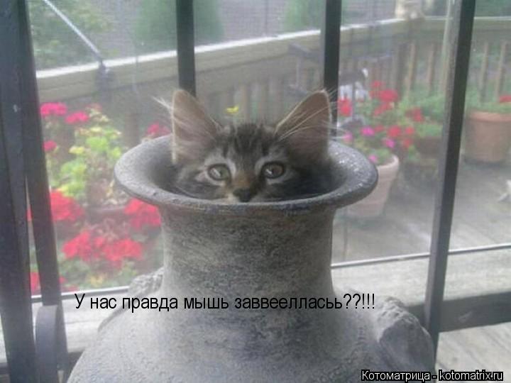 У нас правда мышь заввеелласьь??!!!... Котоматрица: У нас правда мышь заввеелласьь??!!!